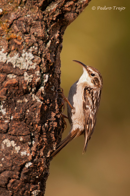 Agateador común (Certhia brachydaxtyla)